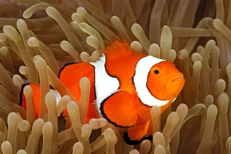 Where to Buy a Clownfish