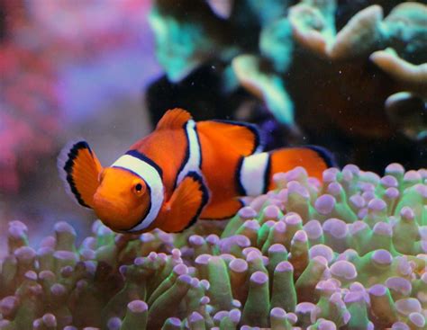 clown fish food