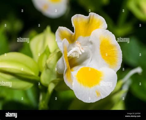 clown flower