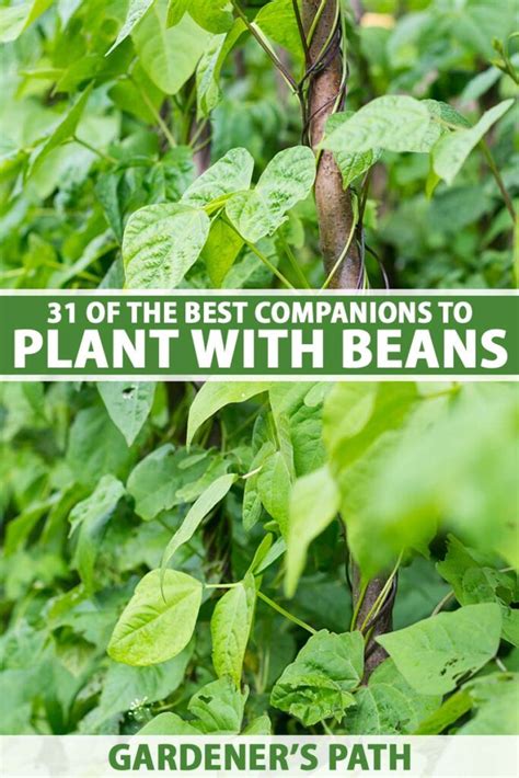 Companion Planting with Cluster Beans: A Guide