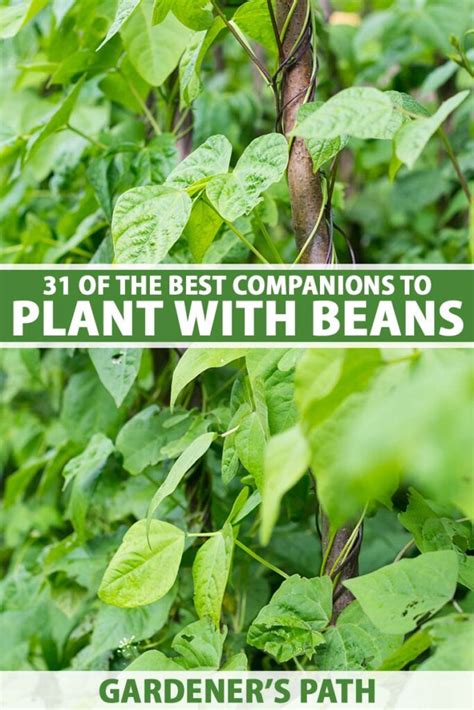 cluster beans companion plants