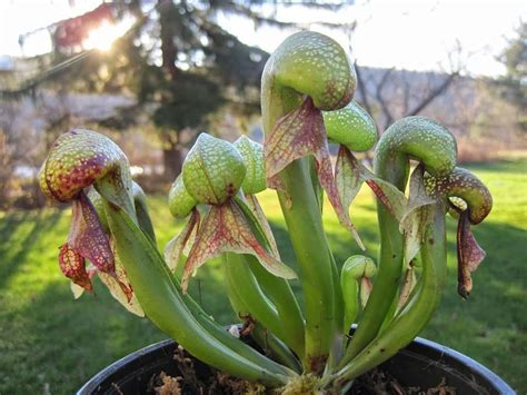 cobra lily plant