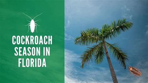 cockroach season