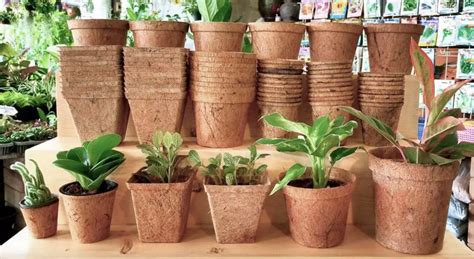 coco coir pots