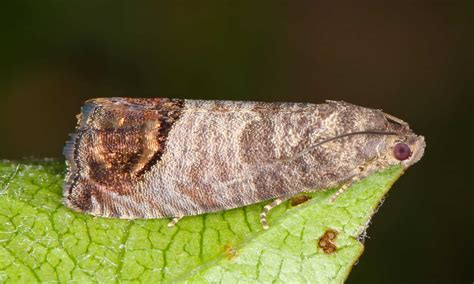 codling moth