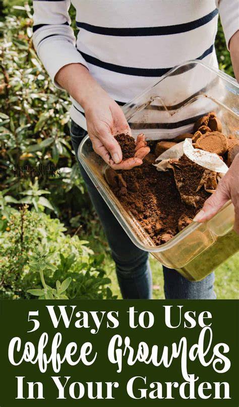 coffee grounds gardening