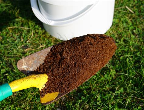 coffee grounds lawn fertilizer