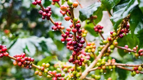 coffee plant