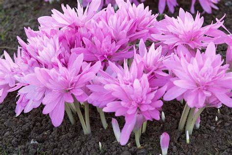colchicum waterlily