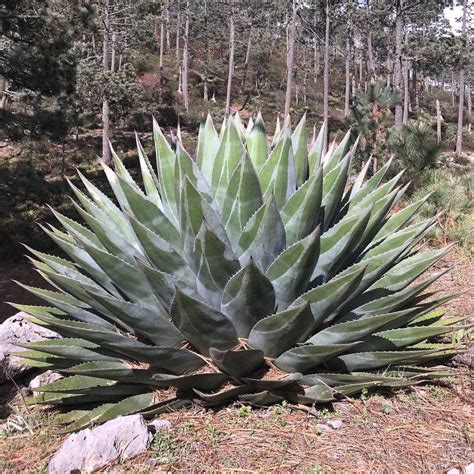 cold hardy agave