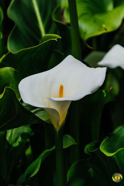 cold hardy calla lily