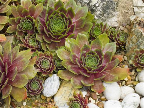 cold hardy succulents for shade