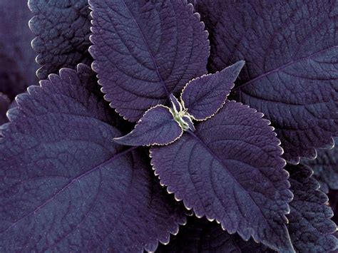 coleus black