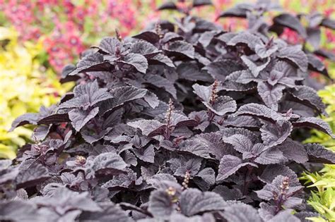 coleus black prince