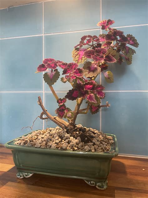 coleus bonsai