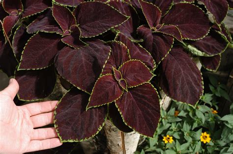 coleus chocolate mint