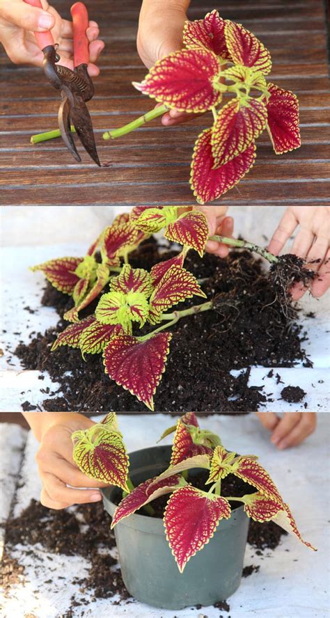 coleus cuttings