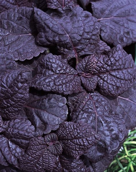 coleus dark star