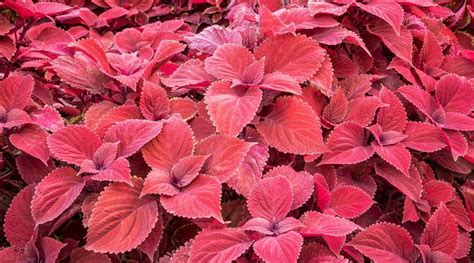 coleus full sun