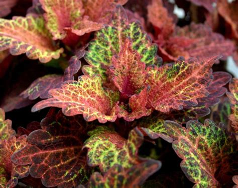 coleus indian summer
