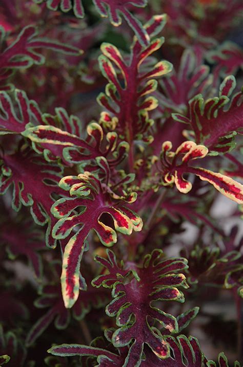 coleus kiwi fern