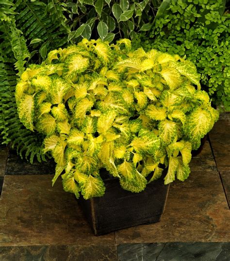 coleus lime green