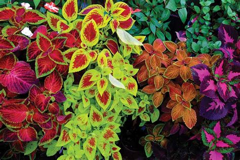 coleus mix