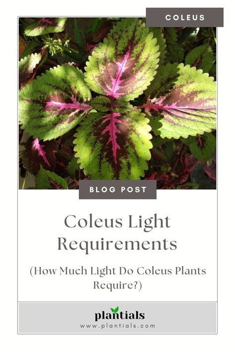 Coleus Needs Light