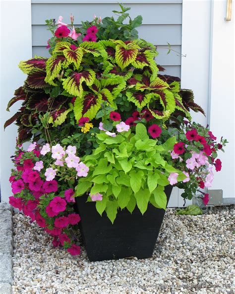 coleus planter ideas