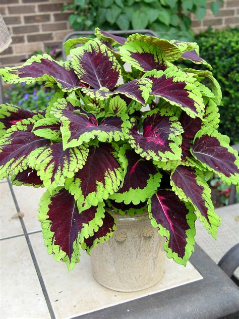 coleus plants in pots