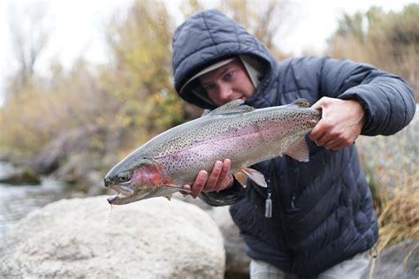 Colorado fish stocking report new fishing opportunities