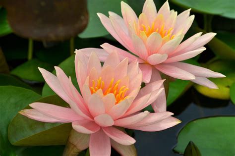 colorado water lily