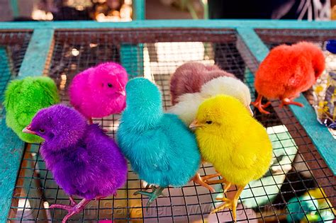 Colored Chicks Coloring Wallpapers Download Free Images Wallpaper [coloring365.blogspot.com]