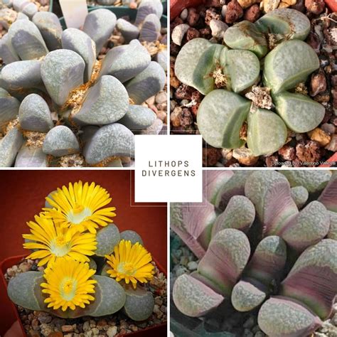colored lithops