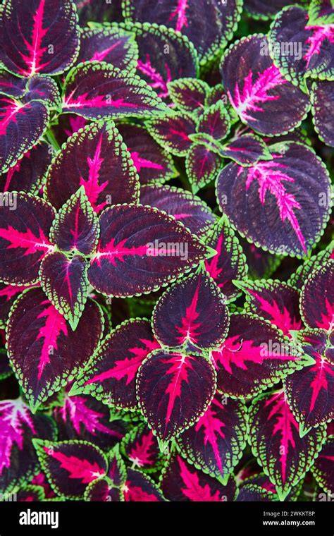 colorful coleus