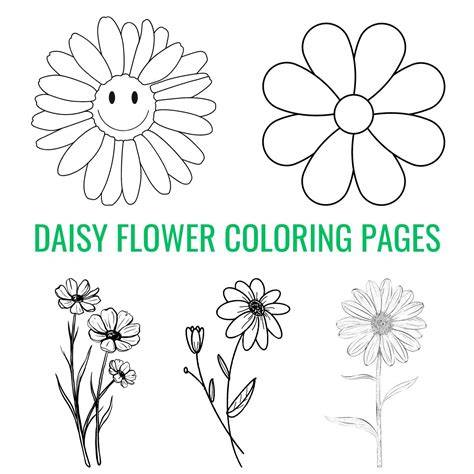 coloring book daisy