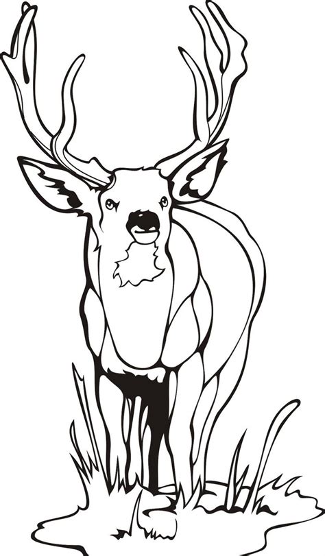 coloring deer pictures
