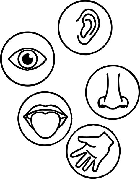 coloring pages 5 senses