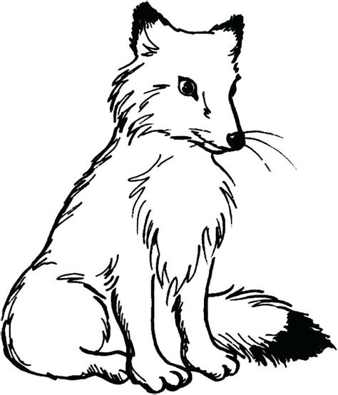 coloring pages arctic fox