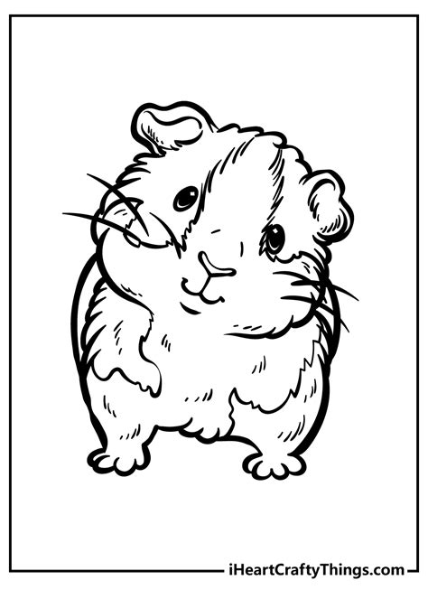 coloring pages guinea pigs