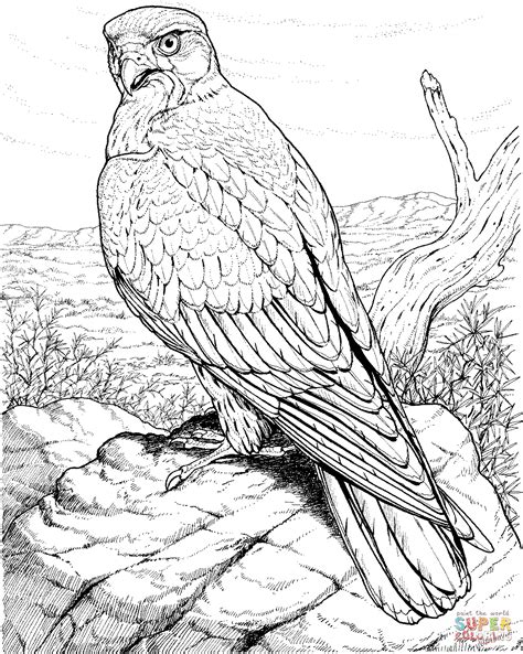 coloring pages hawk