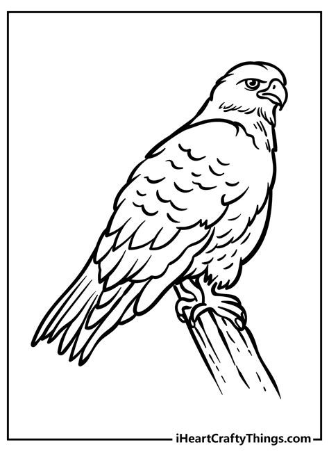 coloring pages hawk