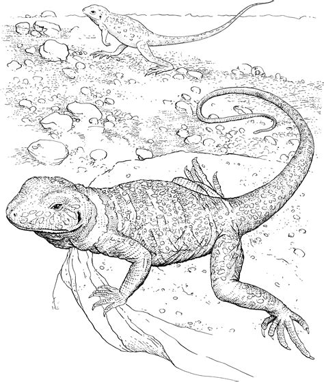 coloring pages lizard