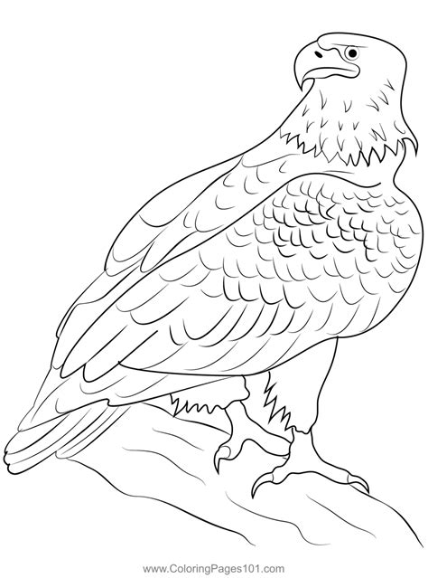 coloring pages of bald eagles