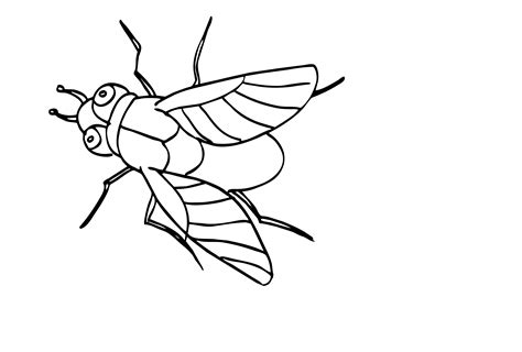 coloring pages of flies