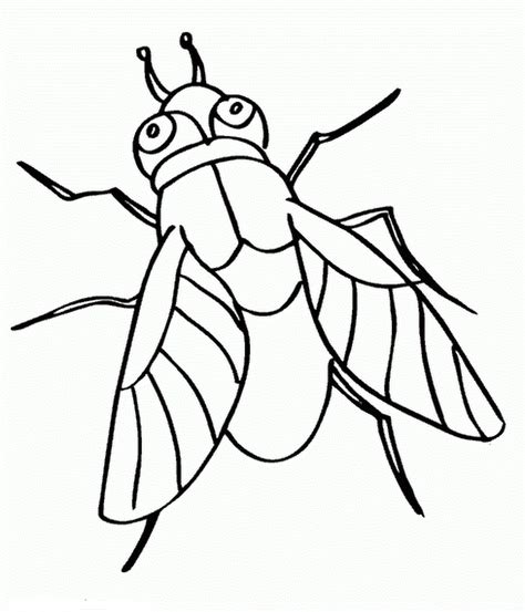 coloring pages of flies