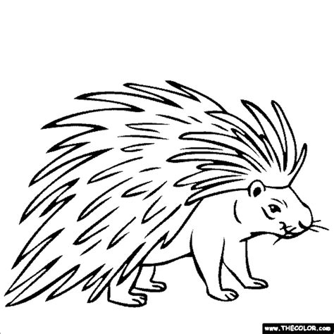 coloring pages porcupine