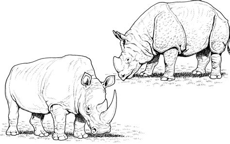 coloring pages rhino