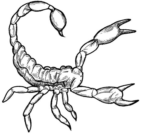 coloring pages scorpion