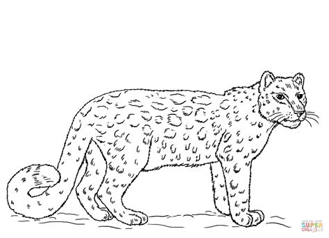 coloring pages snow leopard